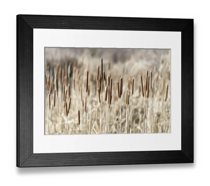 Framed Print : Skagit River Delta, WA. Dry cattails (Typha latifolia) in winter Framed Print : Skagit River Delta, WA. Dry cattails (Typha latifolia) in winter