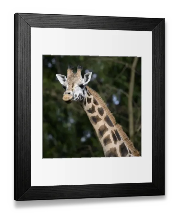 Framed Print : Seattle, Washington. Giraffe (Giraffa camelopardalis) at Woodland Park Zoo Framed Print : Seattle, Washington. Giraffe (Giraffa camelopardalis) at Woodland Park Zoo