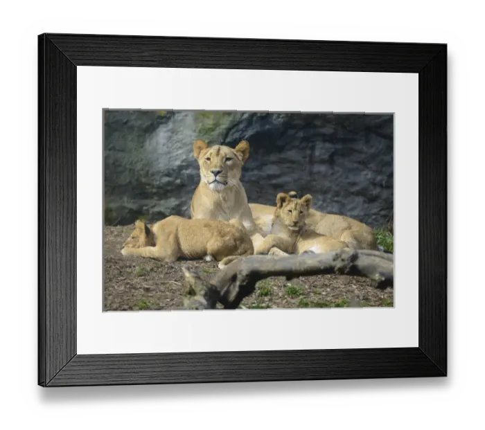 Framed Print : Seattle, Washington. Mother lion with cubs (Panthera leo) at Woodland Park Zoo Framed Print : Seattle, Washington. Mother lion with cubs (Panthera leo) at Woodland Park Zoo