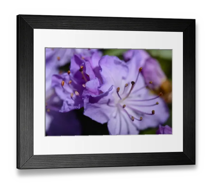 Framed Print : Closeup of purple Azalea (Rhododendron prinophyllum) Framed Print : Closeup of purple Azalea (Rhododendron prinophyllum)