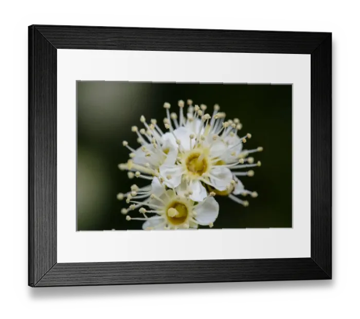 Framed Print : Close up of Maple Leaf Viburnum (also known as Dockmackie) flower (Viburnum acerifolium) Framed Print : Close up of Maple Leaf Viburnum (also known as Dockmackie) flower (Viburnum acerifolium)