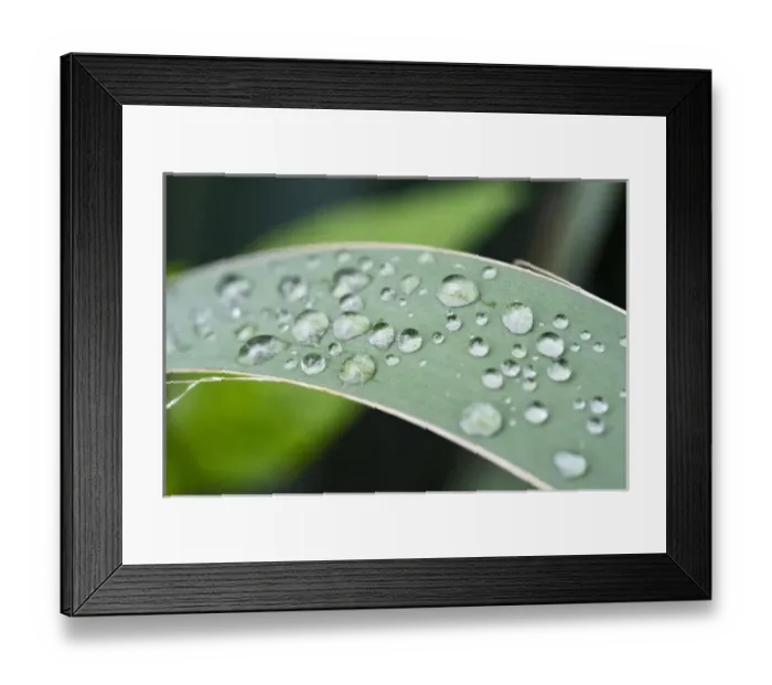 Framed Print : Close-up of rain droplets on leaf