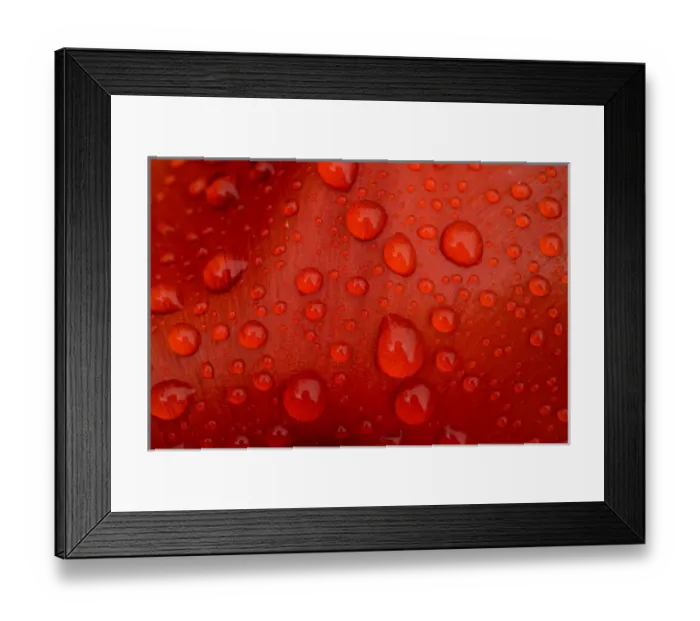 Framed Print : Close-up of rain droplets on red tulip petal Framed Print : Close-up of rain droplets on red tulip petal