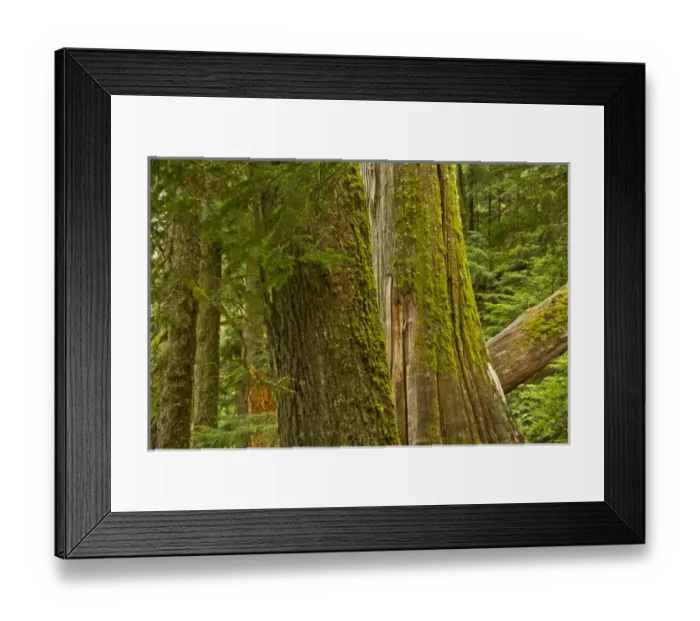 Framed Print : Western Hemlock, cedar, Grove of the Patriarchs, Mount Rainier National Park, Washington Framed Print : Western Hemlock, cedar, Grove of the Patriarchs, Mount Rainier National Park, Washington