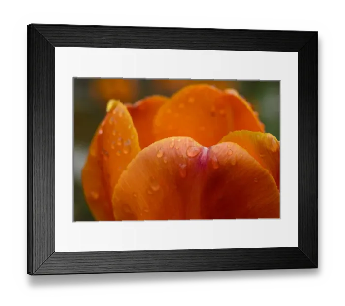 Framed Print : Close-up of rain droplets on orange tulip petals