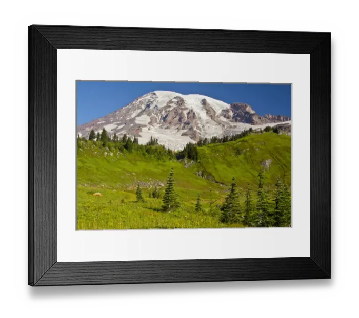 Framed Print : Mount Rainier from Paradise; Mount Rainier National Park; Washington; USA Framed Print : Mount Rainier from Paradise; Mount Rainier National Park; Washington; USA
