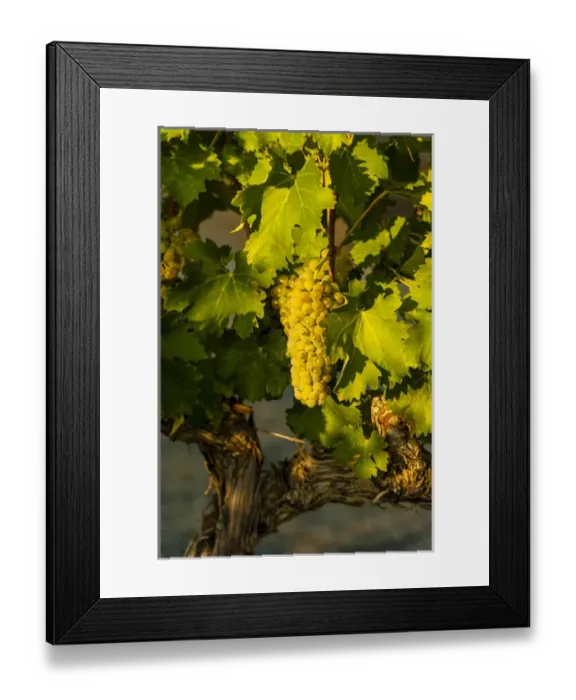 Framed Print : USA, Washington, Mabton. Red Willow vineyard supplies viognier grapes to many of Framed Print : USA, Washington, Mabton. Red Willow vineyard supplies viognier grapes to many of