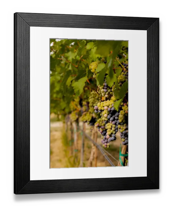 Framed Print : USA, Washington, Mattawa. Cabernet franc block of Weinbau vineyard, a part of Sagemoor Framed Print : USA, Washington, Mattawa. Cabernet franc block of Weinbau vineyard, a part of Sagemoor