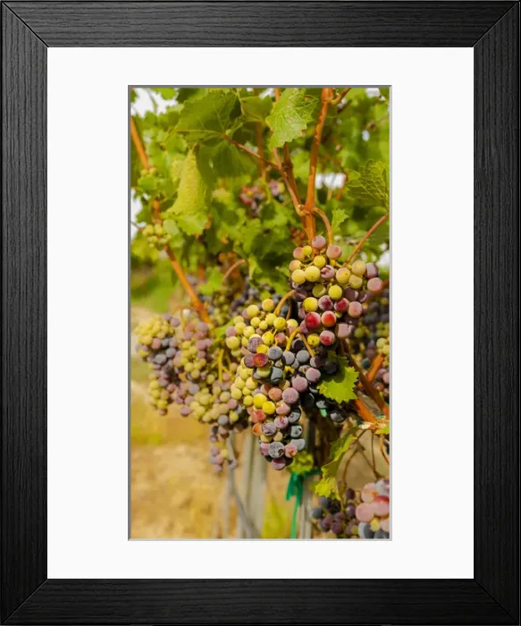 Framed Print : USA, Washington, Mattawa. Cabernet franc block of Weinbau vineyard, a part of Sagemoor Framed Print : USA, Washington, Mattawa. Cabernet franc block of Weinbau vineyard, a part of Sagemoor