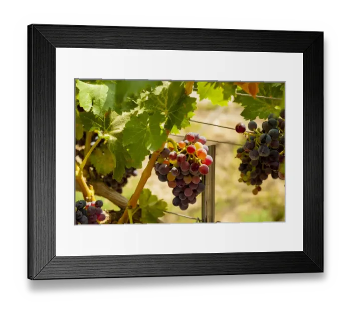 Framed Print : USA, Washington, Mattawa. Merlot grapes in Weinbau vineyard, a part of Sagemoor Vineyards Framed Print : USA, Washington, Mattawa. Merlot grapes in Weinbau vineyard, a part of Sagemoor Vineyards