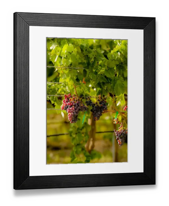 Framed Print : USA, Washington, Mattawa. Grenache block in Weinbau vineyard, a part of Sagemoor Framed Print : USA, Washington, Mattawa. Grenache block in Weinbau vineyard, a part of Sagemoor