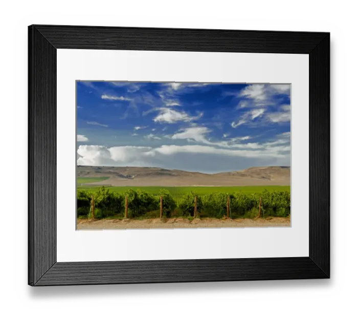 Framed Print : USA, Washington, Mattawa. Stone Tree Vineyard is on the Wahluke slope Framed Print : USA, Washington, Mattawa. Stone Tree Vineyard is on the Wahluke slope