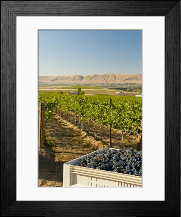 Framed Print : USA, Washington, Red Mountain. A bin of Cabernet Sauvignon grapes from Shaw Vineyard