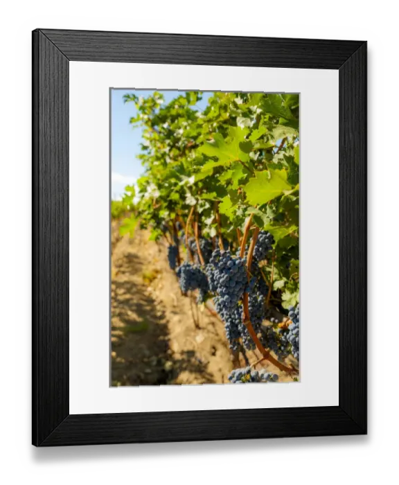 Framed Print : USA, Washington, Red Mountain. Corvus Vineyard near harvest