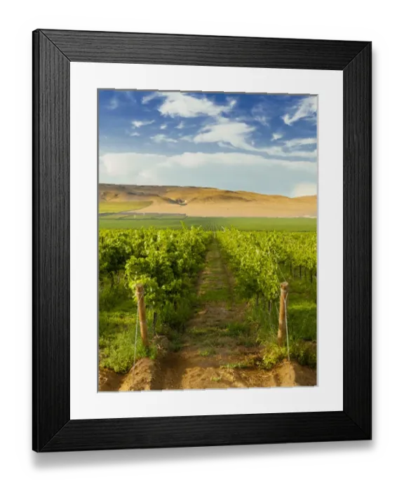 Framed Print : USA, Washington, Mattawa. Stone Tree Vineyard is on the Wahluke slope Framed Print : USA, Washington, Mattawa. Stone Tree Vineyard is on the Wahluke slope