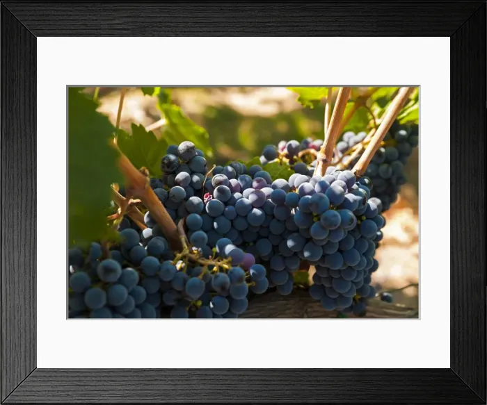 Framed Print : USA, Washington, Red Mountain. Petit Verdot grapes from Corvus Cellars estate vineyard
