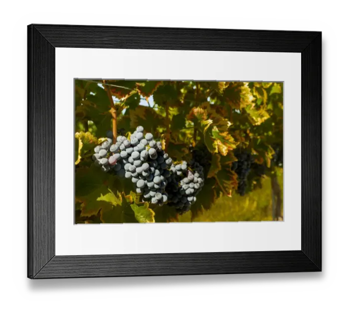 Framed Print : USA, Washington, Royal City. Grenache grapes in the Lawrence Vineyards, on the Royal Framed Print : USA, Washington, Royal City. Grenache grapes in the Lawrence Vineyards, on the Royal