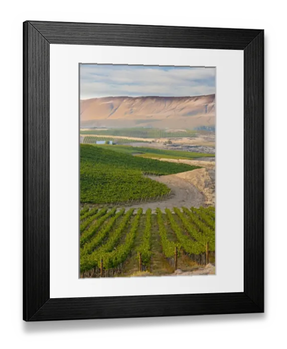 Framed Print : USA, Washington, Red Mountain. Dusk on Shaw Vineyard Framed Print : USA, Washington, Red Mountain. Dusk on Shaw Vineyard