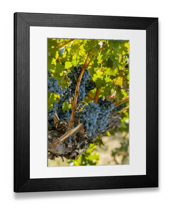 Framed Print : USA, Washington, Red Mountain. Merlot grapes in Red Mountain vineyard
