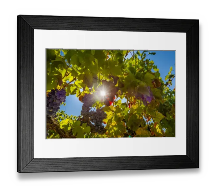 Framed Print : USA, Washington, Red Mountain. Petit verdot block at Cara Mia Vineyard on Red Mountain