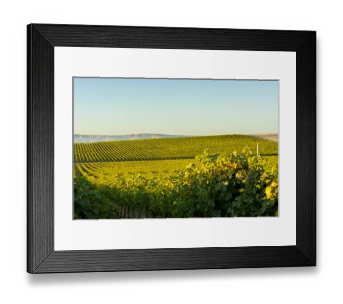 Framed Print : USA, Washington, Royal Slope. The Stillwater Creek Vineyard in Washingtons Columbia