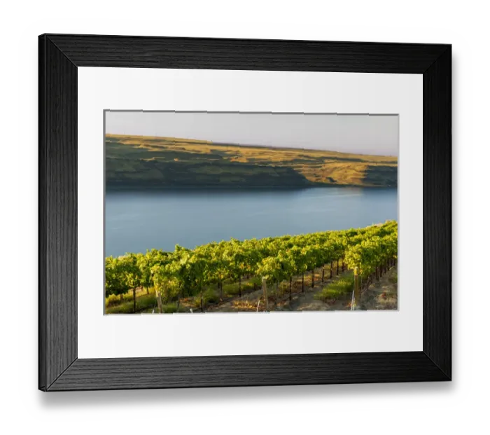 Framed Print : USA, Washington, TriCities. The Benches (formerly Wallula Vineyards) vineyard has