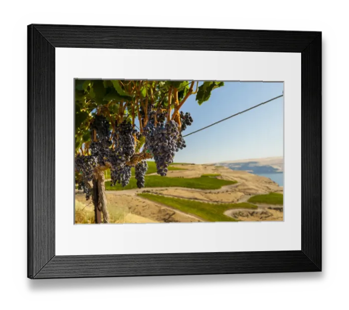 Framed Print : USA, Washington, TriCities. USA, Washington, TriCities. Merlot block at The Benches