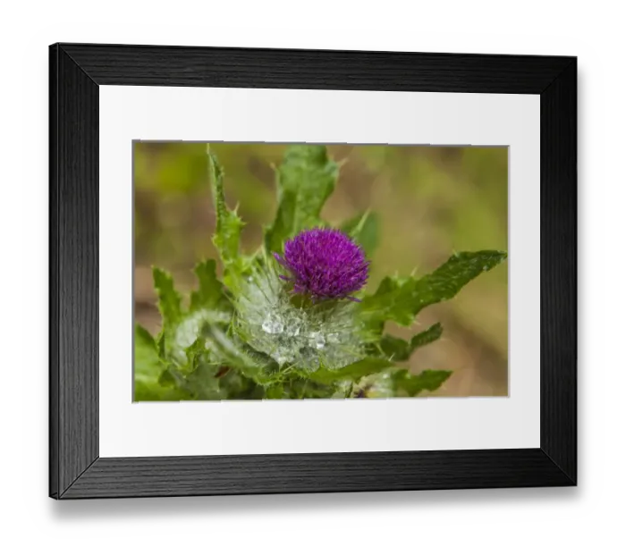 Framed Print : Invasive Purple Thistleon the Olympic Peninsula Framed Print : Invasive Purple Thistleon the Olympic Peninsula