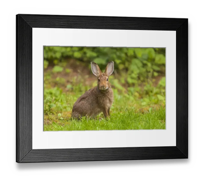 Framed Print : Watchful Snowshoe Hare in Summer Phase on Olympic Peninsula