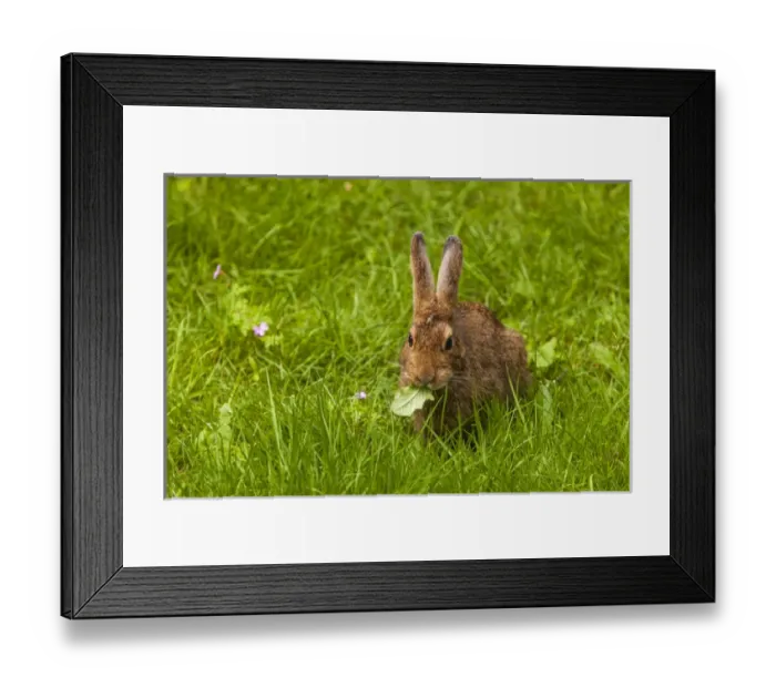 Framed Print : Snowshoe Hare Summer Phase browsing on the grasses of the Olympic Pensinsula Framed Print : Snowshoe Hare Summer Phase browsing on the grasses of the Olympic Pensinsula