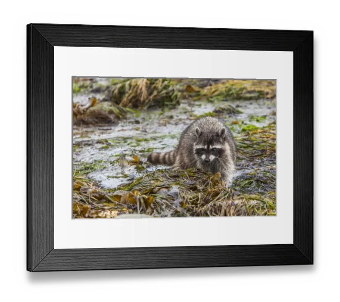 Framed Print : Foraging Raccoon at Low Tide in Tide Pools, Crescent Beach Washington Framed Print : Foraging Raccoon at Low Tide in Tide Pools, Crescent Beach Washington