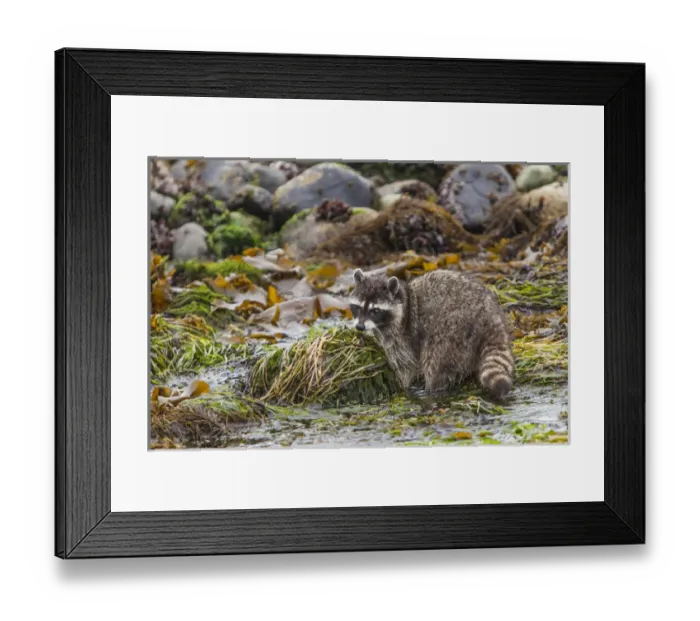 Framed Print : Foraging Raccoon at Low Tide in Tidepools, Crescent Beach Washington