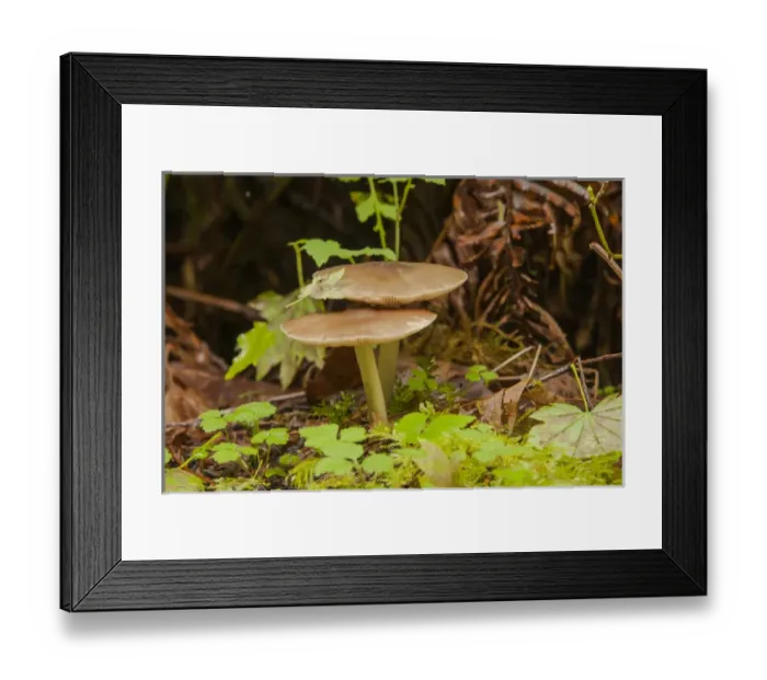 Framed Print : Gilled Mushroom on the Forest Floor in Olympic National Park