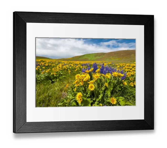 Framed Print : USA, Washington, Columbia Hills State Park Framed Print : USA, Washington, Columbia Hills State Park