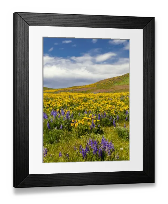 Framed Print : USA, Washington, Columbia Hills State Park Framed Print : USA, Washington, Columbia Hills State Park