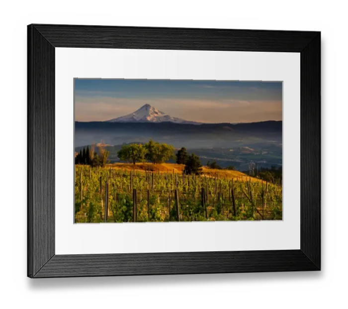 Framed Print : USA, Washington, Lyle. Mt. Hood from Memaloose Wines vineyard along the Columbia Framed Print : USA, Washington, Lyle. Mt. Hood from Memaloose Wines vineyard along the Columbia