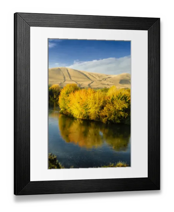 Framed Print : USA, Washington, Benton City. Autumn color lights the trees along the Yakima River Framed Print : USA, Washington, Benton City. Autumn color lights the trees along the Yakima River