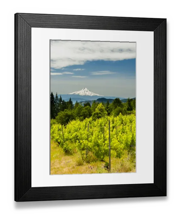 Framed Print : USA, Washington, Columbia River Gorge. Vineyard with view of Mt. Hood