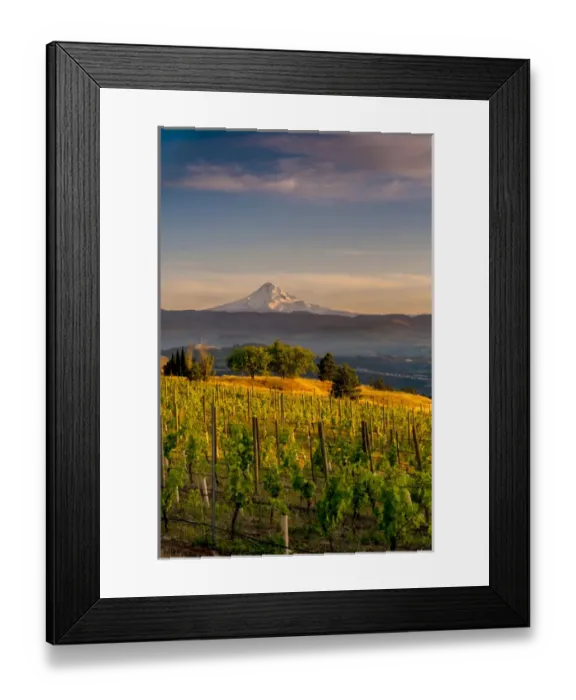 Framed Print : USA, Washington, Lyle. Mt. Hood from Memaloose Wines vineyard along the Columbia Framed Print : USA, Washington, Lyle. Mt. Hood from Memaloose Wines vineyard along the Columbia