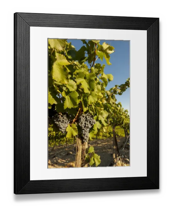 Framed Print : USA, Washington, Horse Heaven Hills. Coyote Canyon Vineyards lies in the Horse Heaven