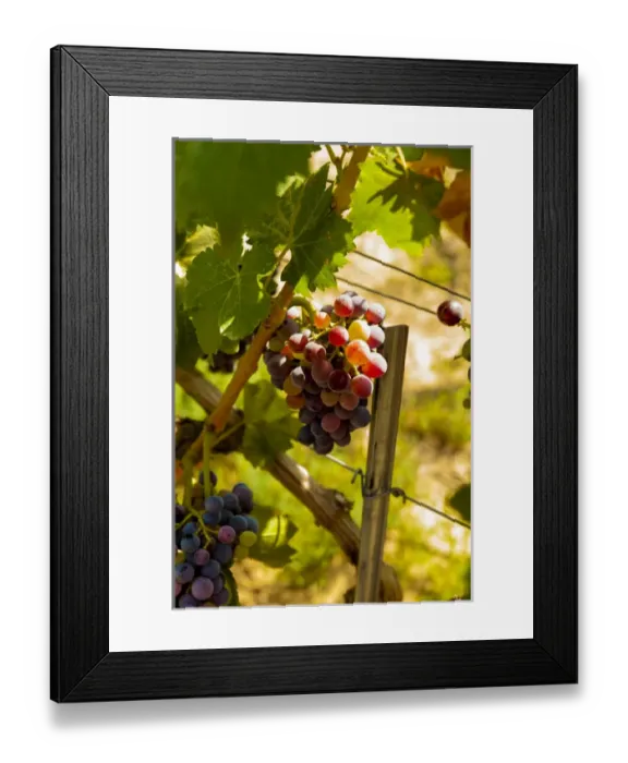Framed Print : USA, Washington, Mattawa. Merlot grapes in Weinbau vineyard, a part of Sagemoor Vineyards Framed Print : USA, Washington, Mattawa. Merlot grapes in Weinbau vineyard, a part of Sagemoor Vineyards