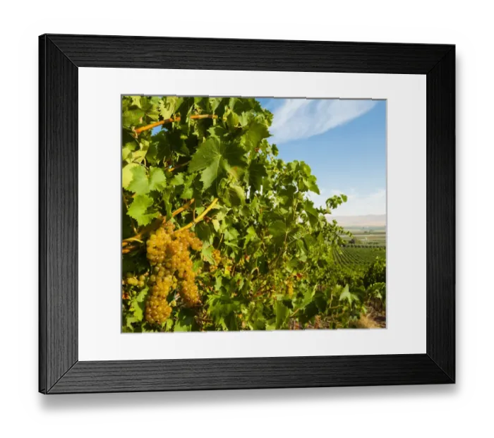 Framed Print : USA, Washington, Yakima Valley. Hahn Hill Vineyard, near Sunnyside is a popular source Framed Print : USA, Washington, Yakima Valley. Hahn Hill Vineyard, near Sunnyside is a popular source