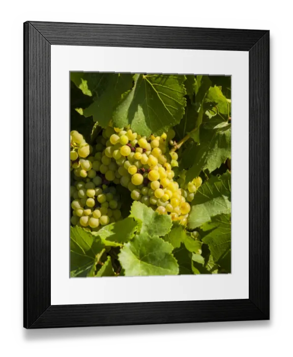 Framed Print : USA, Washington, Yakima Valley. Marsanne grapes in Boushey Vineyard Framed Print : USA, Washington, Yakima Valley. Marsanne grapes in Boushey Vineyard