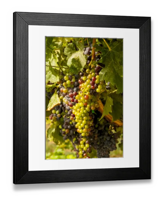 Framed Print : USA, Washington, Mattawa. Cabernet franc block of Weinbau vineyard, a part of Sagemoor Framed Print : USA, Washington, Mattawa. Cabernet franc block of Weinbau vineyard, a part of Sagemoor
