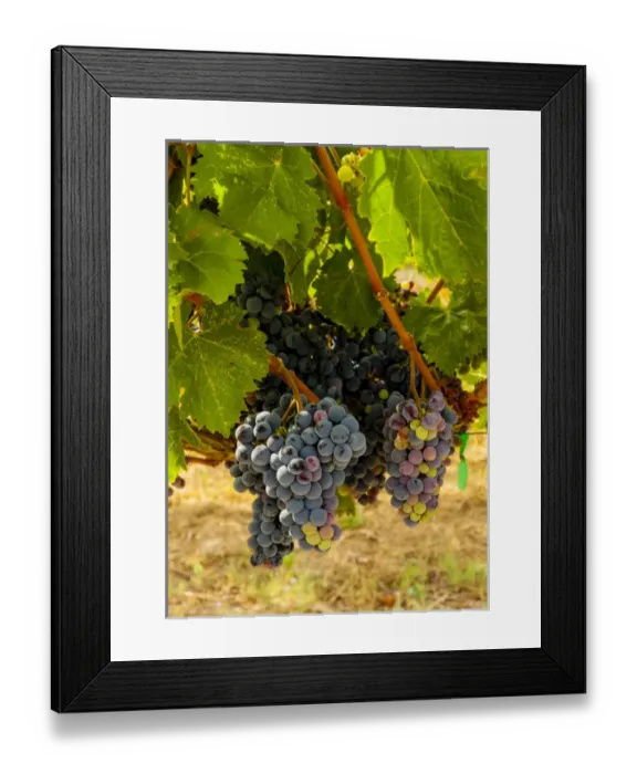 Framed Print : USA, Washington, Mattawa. Cabernet franc block of Weinbau vineyard, a part of Sagemoor Framed Print : USA, Washington, Mattawa. Cabernet franc block of Weinbau vineyard, a part of Sagemoor