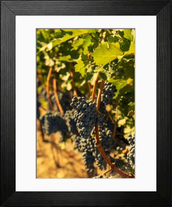 Framed Print : USA, Washington, Red Mountain. Petit syrah from Corvus Vineyard