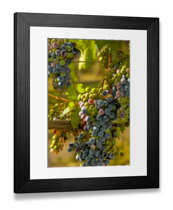 Framed Print : USA, Washington, Mattawa. Cabernet franc block of Weinbau vineyard, a part of Sagemoor Framed Print : USA, Washington, Mattawa. Cabernet franc block of Weinbau vineyard, a part of Sagemoor