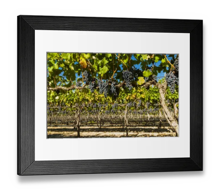 Framed Print : USA, Washington, Red Mountain. Petit verdot block at Cara Mia Vineyard on Red Mountain Framed Print : USA, Washington, Red Mountain. Petit verdot block at Cara Mia Vineyard on Red Mountain