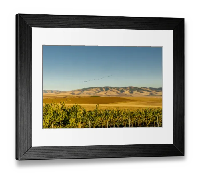 Framed Print : USA, Washington, Walla Walla. Flock of snow geese over the Blue Mountains seen Framed Print : USA, Washington, Walla Walla. Flock of snow geese over the Blue Mountains seen