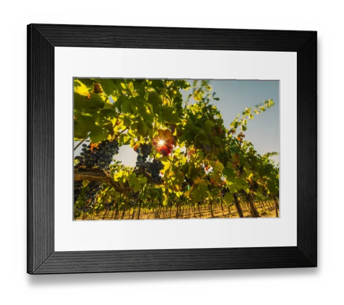 Framed Print : USA, Washington, Red Mountain. Petit verdot block at Cara Mia Vineyard on Red Mountain Framed Print : USA, Washington, Red Mountain. Petit verdot block at Cara Mia Vineyard on Red Mountain